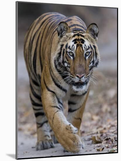 Indian Tiger, Bandhavgarh Tiger Reserve, Madhya Pradesh State, India-Milse Thorsten-Mounted Photographic Print