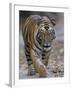 Indian Tiger, Bandhavgarh Tiger Reserve, Madhya Pradesh State, India-Milse Thorsten-Framed Photographic Print