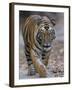 Indian Tiger, Bandhavgarh Tiger Reserve, Madhya Pradesh State, India-Milse Thorsten-Framed Photographic Print