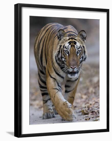 Indian Tiger, Bandhavgarh Tiger Reserve, Madhya Pradesh State, India-Milse Thorsten-Framed Photographic Print