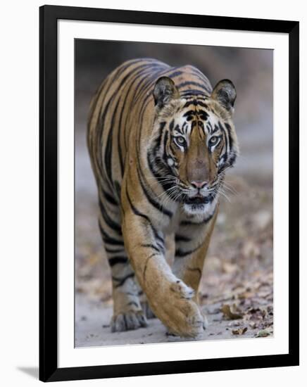 Indian Tiger, Bandhavgarh Tiger Reserve, Madhya Pradesh State, India-Milse Thorsten-Framed Photographic Print