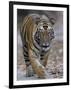 Indian Tiger, Bandhavgarh Tiger Reserve, Madhya Pradesh State, India-Milse Thorsten-Framed Photographic Print