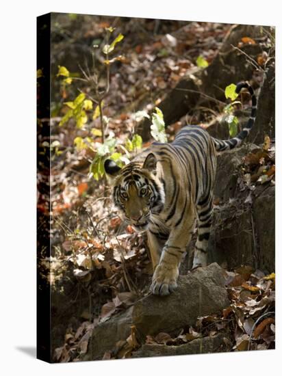 Indian Tiger (Bengal Tiger, Bandhavgarh National Park, Madhya Pradesh State, India-Milse Thorsten-Stretched Canvas