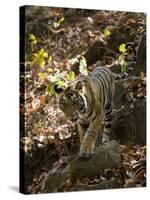 Indian Tiger (Bengal Tiger, Bandhavgarh National Park, Madhya Pradesh State, India-Milse Thorsten-Stretched Canvas