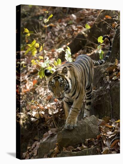 Indian Tiger (Bengal Tiger, Bandhavgarh National Park, Madhya Pradesh State, India-Milse Thorsten-Stretched Canvas