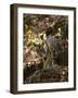 Indian Tiger (Bengal Tiger, Bandhavgarh National Park, Madhya Pradesh State, India-Milse Thorsten-Framed Photographic Print