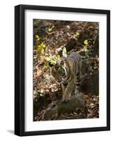 Indian Tiger (Bengal Tiger, Bandhavgarh National Park, Madhya Pradesh State, India-Milse Thorsten-Framed Photographic Print