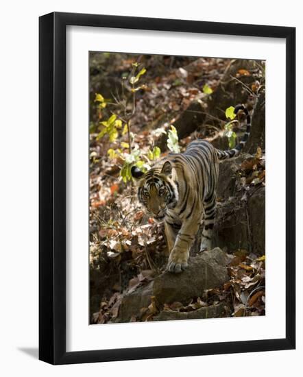 Indian Tiger (Bengal Tiger, Bandhavgarh National Park, Madhya Pradesh State, India-Milse Thorsten-Framed Photographic Print