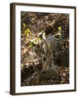 Indian Tiger (Bengal Tiger, Bandhavgarh National Park, Madhya Pradesh State, India-Milse Thorsten-Framed Photographic Print