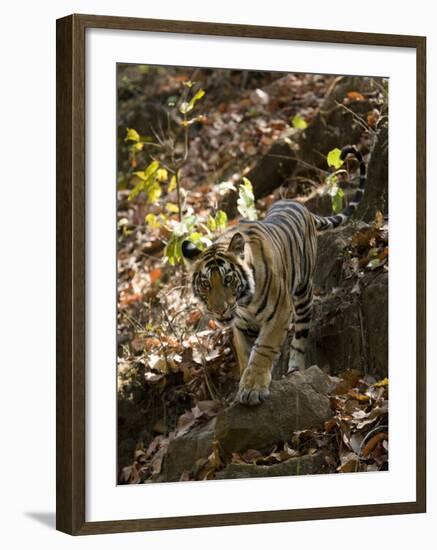 Indian Tiger (Bengal Tiger, Bandhavgarh National Park, Madhya Pradesh State, India-Milse Thorsten-Framed Photographic Print