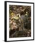 Indian Tiger (Bengal Tiger, Bandhavgarh National Park, Madhya Pradesh State, India-Milse Thorsten-Framed Photographic Print