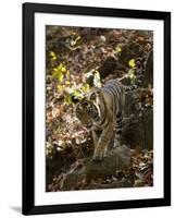 Indian Tiger (Bengal Tiger, Bandhavgarh National Park, Madhya Pradesh State, India-Milse Thorsten-Framed Photographic Print