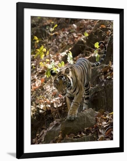 Indian Tiger (Bengal Tiger, Bandhavgarh National Park, Madhya Pradesh State, India-Milse Thorsten-Framed Photographic Print