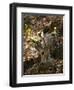 Indian Tiger (Bengal Tiger, Bandhavgarh National Park, Madhya Pradesh State, India-Milse Thorsten-Framed Photographic Print