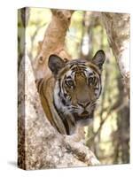 Indian Tiger (Bengal Tiger) (Panthera Tigris Tigris), Bandhavgarh National Park, India-Thorsten Milse-Stretched Canvas