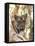 Indian Tiger (Bengal Tiger) (Panthera Tigris Tigris), Bandhavgarh National Park, India-Thorsten Milse-Framed Stretched Canvas