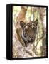 Indian Tiger (Bengal Tiger) (Panthera Tigris Tigris), Bandhavgarh National Park, India-Thorsten Milse-Framed Stretched Canvas