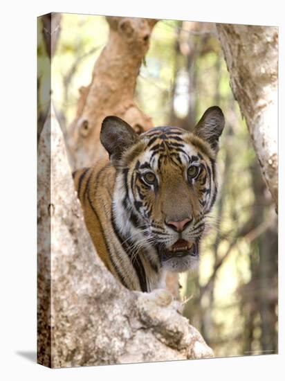 Indian Tiger (Bengal Tiger) (Panthera Tigris Tigris), Bandhavgarh National Park, India-Thorsten Milse-Stretched Canvas