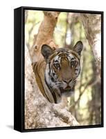 Indian Tiger (Bengal Tiger) (Panthera Tigris Tigris), Bandhavgarh National Park, India-Thorsten Milse-Framed Stretched Canvas