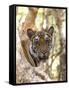 Indian Tiger (Bengal Tiger) (Panthera Tigris Tigris), Bandhavgarh National Park, India-Thorsten Milse-Framed Stretched Canvas