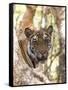 Indian Tiger (Bengal Tiger) (Panthera Tigris Tigris), Bandhavgarh National Park, India-Thorsten Milse-Framed Stretched Canvas