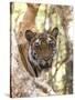 Indian Tiger (Bengal Tiger) (Panthera Tigris Tigris), Bandhavgarh National Park, India-Thorsten Milse-Stretched Canvas