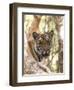 Indian Tiger (Bengal Tiger) (Panthera Tigris Tigris), Bandhavgarh National Park, India-Thorsten Milse-Framed Photographic Print