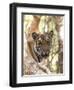 Indian Tiger (Bengal Tiger) (Panthera Tigris Tigris), Bandhavgarh National Park, India-Thorsten Milse-Framed Photographic Print