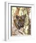 Indian Tiger (Bengal Tiger) (Panthera Tigris Tigris), Bandhavgarh National Park, India-Thorsten Milse-Framed Photographic Print