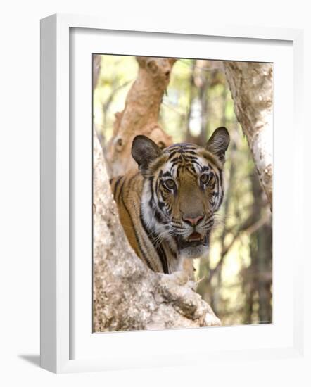 Indian Tiger (Bengal Tiger) (Panthera Tigris Tigris), Bandhavgarh National Park, India-Thorsten Milse-Framed Photographic Print