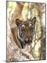 Indian Tiger (Bengal Tiger) (Panthera Tigris Tigris), Bandhavgarh National Park, India-Thorsten Milse-Mounted Photographic Print