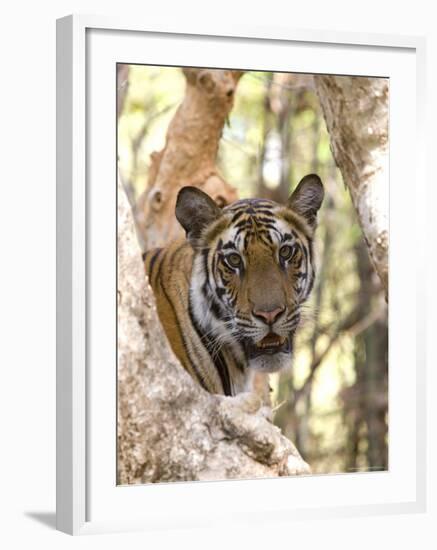 Indian Tiger (Bengal Tiger) (Panthera Tigris Tigris), Bandhavgarh National Park, India-Thorsten Milse-Framed Photographic Print