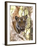 Indian Tiger (Bengal Tiger) (Panthera Tigris Tigris), Bandhavgarh National Park, India-Thorsten Milse-Framed Photographic Print