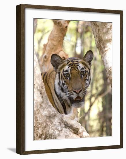 Indian Tiger (Bengal Tiger) (Panthera Tigris Tigris), Bandhavgarh National Park, India-Thorsten Milse-Framed Photographic Print