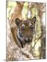 Indian Tiger (Bengal Tiger) (Panthera Tigris Tigris), Bandhavgarh National Park, India-Thorsten Milse-Mounted Photographic Print