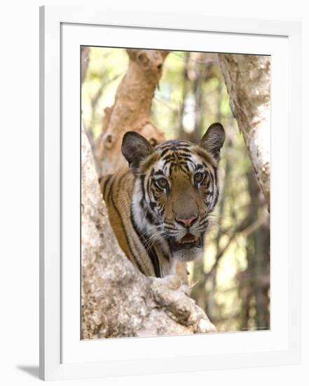 Indian Tiger (Bengal Tiger) (Panthera Tigris Tigris), Bandhavgarh National Park, India-Thorsten Milse-Framed Photographic Print