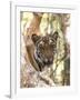 Indian Tiger (Bengal Tiger) (Panthera Tigris Tigris), Bandhavgarh National Park, India-Thorsten Milse-Framed Photographic Print