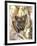 Indian Tiger (Bengal Tiger) (Panthera Tigris Tigris), Bandhavgarh National Park, India-Thorsten Milse-Framed Photographic Print