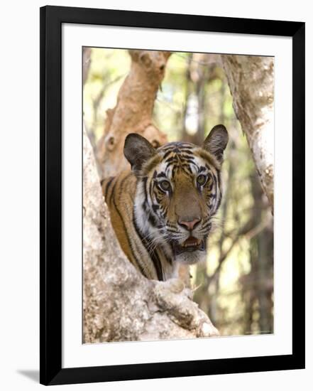 Indian Tiger (Bengal Tiger) (Panthera Tigris Tigris), Bandhavgarh National Park, India-Thorsten Milse-Framed Photographic Print