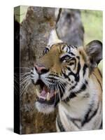 Indian Tiger (Bengal Tiger) (Panthera Tigris Tigris), Bandhavgarh National Park, India-Thorsten Milse-Stretched Canvas