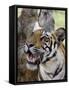 Indian Tiger (Bengal Tiger) (Panthera Tigris Tigris), Bandhavgarh National Park, India-Thorsten Milse-Framed Stretched Canvas