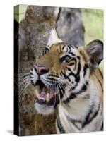 Indian Tiger (Bengal Tiger) (Panthera Tigris Tigris), Bandhavgarh National Park, India-Thorsten Milse-Stretched Canvas