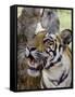 Indian Tiger (Bengal Tiger) (Panthera Tigris Tigris), Bandhavgarh National Park, India-Thorsten Milse-Framed Stretched Canvas