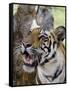 Indian Tiger (Bengal Tiger) (Panthera Tigris Tigris), Bandhavgarh National Park, India-Thorsten Milse-Framed Stretched Canvas