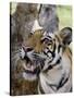 Indian Tiger (Bengal Tiger) (Panthera Tigris Tigris), Bandhavgarh National Park, India-Thorsten Milse-Stretched Canvas