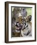 Indian Tiger (Bengal Tiger) (Panthera Tigris Tigris), Bandhavgarh National Park, India-Thorsten Milse-Framed Photographic Print