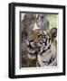 Indian Tiger (Bengal Tiger) (Panthera Tigris Tigris), Bandhavgarh National Park, India-Thorsten Milse-Framed Photographic Print