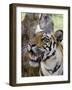 Indian Tiger (Bengal Tiger) (Panthera Tigris Tigris), Bandhavgarh National Park, India-Thorsten Milse-Framed Photographic Print