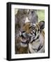 Indian Tiger (Bengal Tiger) (Panthera Tigris Tigris), Bandhavgarh National Park, India-Thorsten Milse-Framed Photographic Print