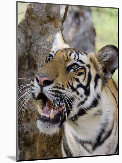 Indian Tiger (Bengal Tiger) (Panthera Tigris Tigris), Bandhavgarh National Park, India-Thorsten Milse-Mounted Photographic Print